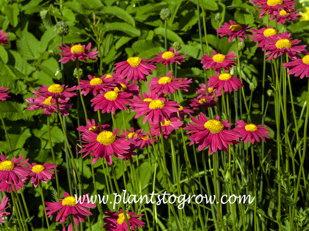 Parks Extra Double Prize (Tanacetum coccineum)